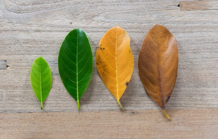 Generationswechsel-1